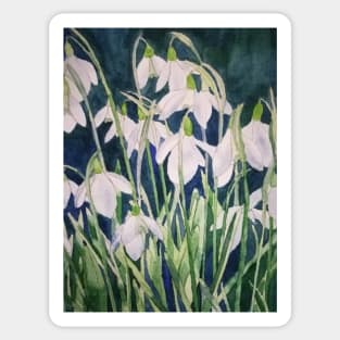 Snowdrops watercolour painting Sticker